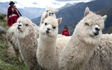 Peru: Alpacas bring hope after Shining Path | World Vision