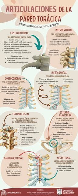 Articulaciones de la Pared Torácica Keren lascarez uDocz