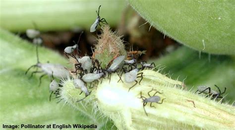 Squash Bug: Damage, Identification and Control (Pictures)