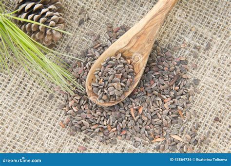 Aleppo Pine Seeds Stock Photo - Image: 43864736