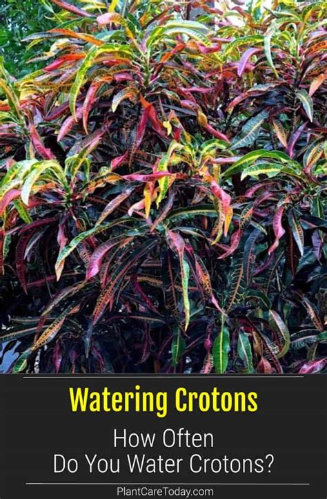 Croton Watering Requirements At Olivia Quinn Blog