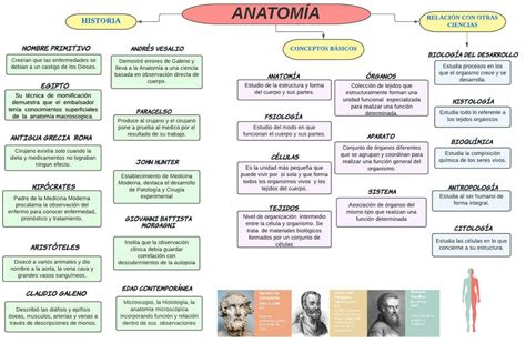 Historia Conceptos Y Relaci N Con Otras Ciencias De La Anatom A