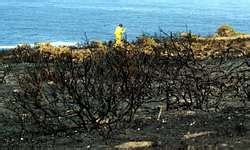 El fuego ha calcinado ya este año en Ferrol más de 250 hectáreas