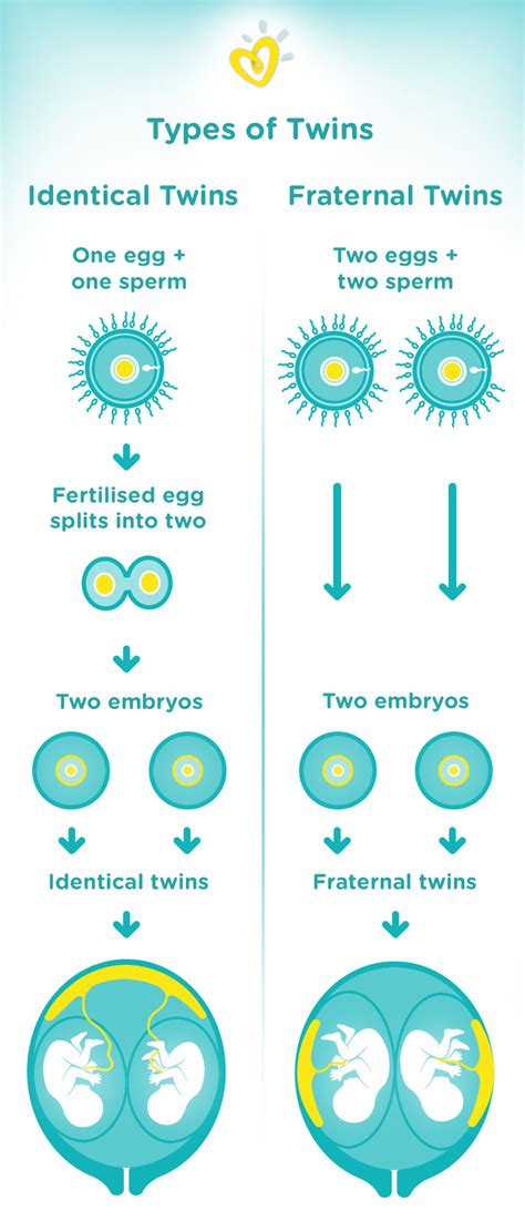 Types Of Twins And Their Meanings - Infoupdate.org