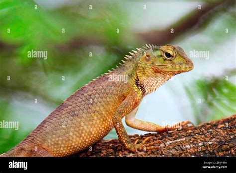 Oriental Garden Lizard Eastern Garden Lizard Bloodsucker Or