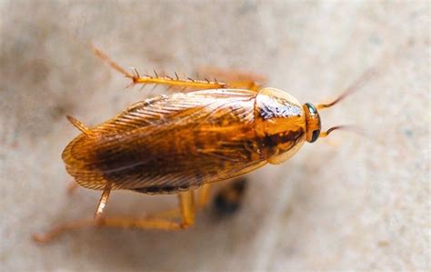 How To Get Rid Of Cockroaches A Comprehensive Guide For Sonoma County Homeowners California