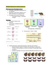 Mechanisms of Natural Selection: Understanding Phenotype | Course Hero