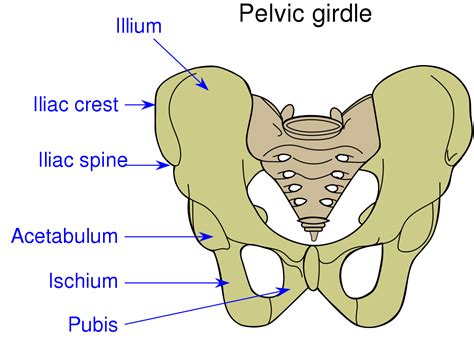 Bones And Muscles The Skeletal System Class Notes Cbse Class