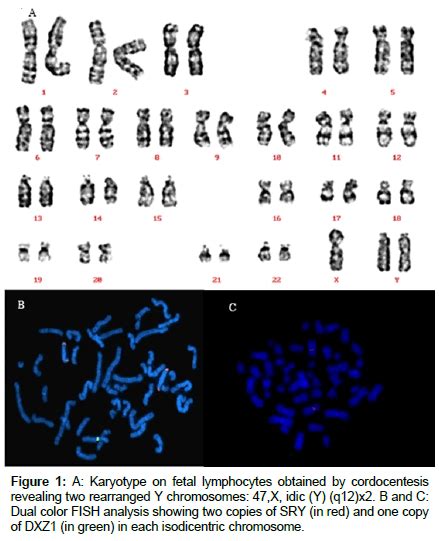 Gynecology Obstetrics Fetal Lymphocytes