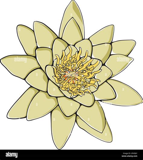 Elegant Water Lily Vector Flower Hand Drawn Outline Stock Vector Image