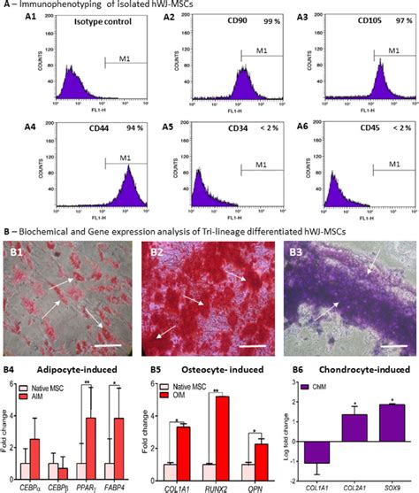 Characterization Of WJ MSCs A Immunophenotyping Of Isolated WJ MSCs