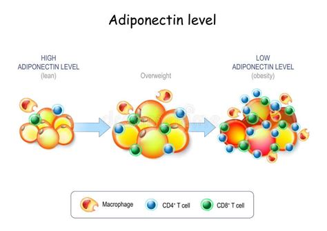 Adipociiti Nel Macrofago Del Tessuto Adiposo E Nelle Cellule Del