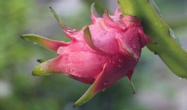 Dragon Fruit Cultivation In India Walkthroughindia