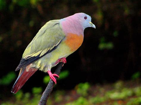 City Pigeons Take Note: the Pink-necked Green Pigeon is Hotter Than You Are. | Featured Creature