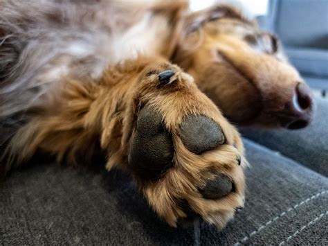 Red Dog Paws: Causes, Prevention, and Effective Remedies