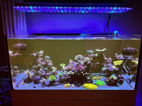 10 Reasons Why Atlantik ICon Is The Best Reef Aquarium LED Light Of 2022