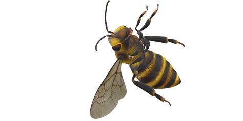 Bee isolated on a Transparent Background 24249160 PNG