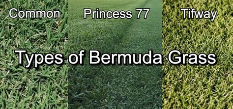 Types of Bermuda Grass | The Best Variety for your Lawn