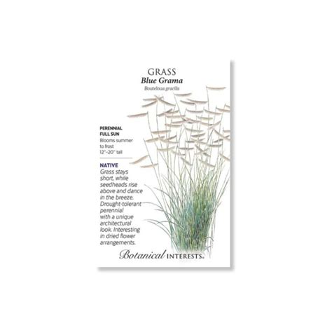 Grass Blue Grama Seeds 500mg (Botanical Interests 2025) | Indian Creek