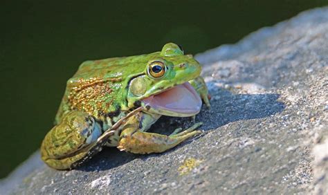 Ribbit Guelph Arboretum Kim Whattam Flickr