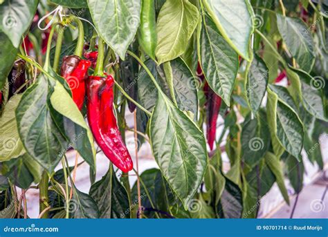 Sweet Red Peppers Growing In A Dutch Greenhouse From Close Stock Photo