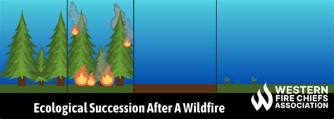 Ecological Succession After a Forest Fire | WFCA