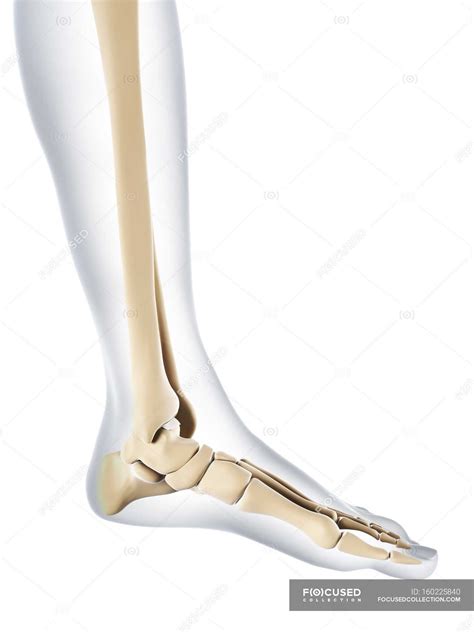 Normal foot bones anatomy — anatomical, Human Likeness - Stock Photo | #160225840