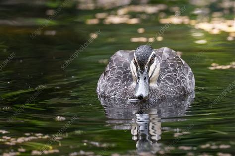 Pacific black duck - Stock Image - C048/6609 - Science Photo Library