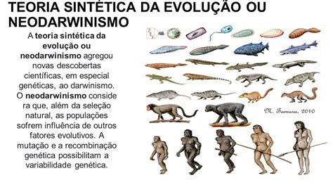 TEORIA SINTÉTICA DA EVOLUÇÃO OU NEODARWINISMO A teoria sintética da