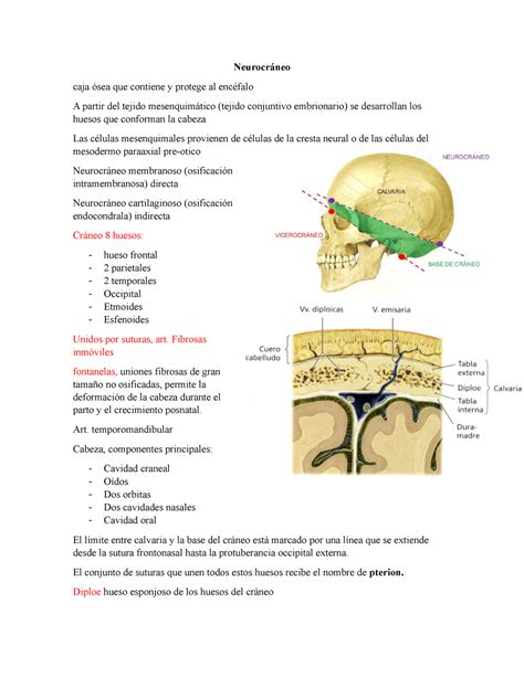 Anatomia Neurocraneo Y Viscerocraneo Neurocráneo Caja ósea Que