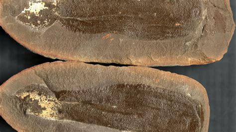 Scientists just uncovered three ancient worlds frozen beneath Illinois ...