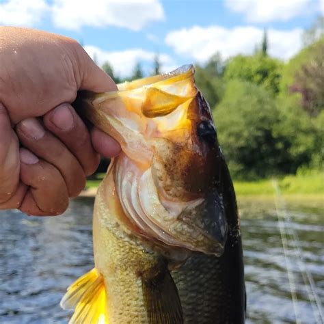 ᐅ Fawn Lake fishing reports🎣• Ontario, Canada fishing