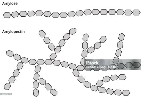 Amylose And Amylopectin Which Make Up Starch Stock Illustration ...