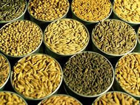 Over 120 tonnes high-yielding seed varieties of wheat developed