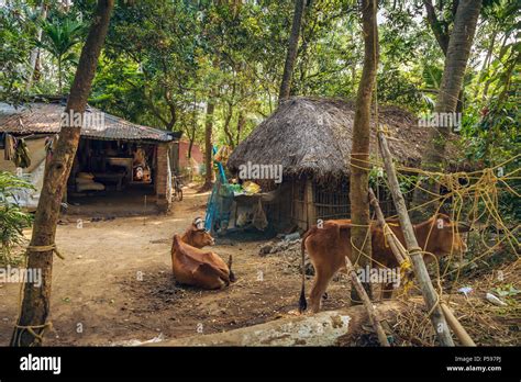 Rural Indian Village Scene Stock Photos And Rural Indian Village Scene