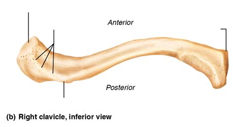 Clavicle Inferior View Diagram Quizlet