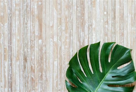 Tropical Leaf Background - Stock Photos | Motion Array