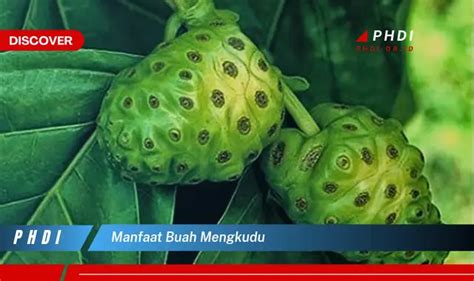 Ketahui 5 Manfaat Buah Mengkudu Yang Jarang Diketahui