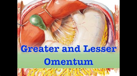 Omentum Anatomy UK Wholesale | www.gbu-presnenskij.ru