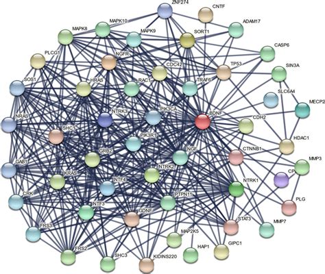 A Protein Protein Interaction Network Constructed Using String With Download Scientific Diagram