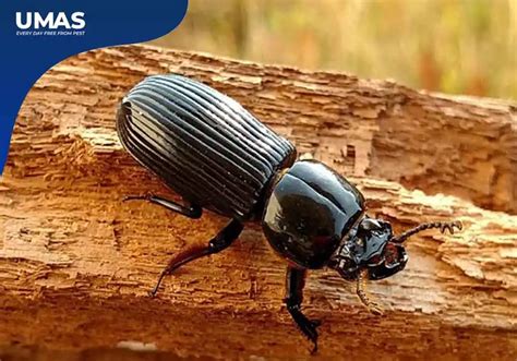 Selain Rayap Berikut Tiga Serangga Pemakan Kayu