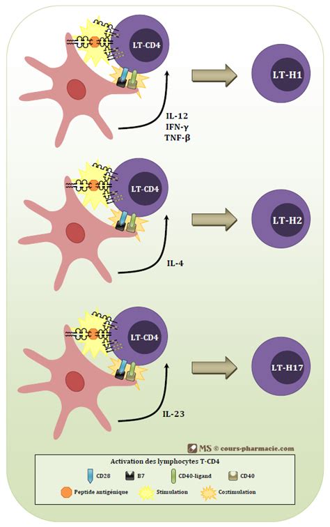 Activation Des Lymphocytes Cours Pharmacie