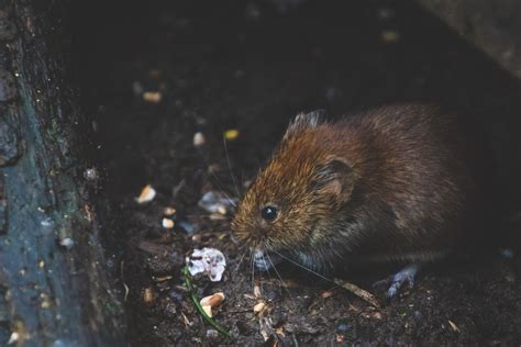 How To Prevent A Rodent Infestation This Fall