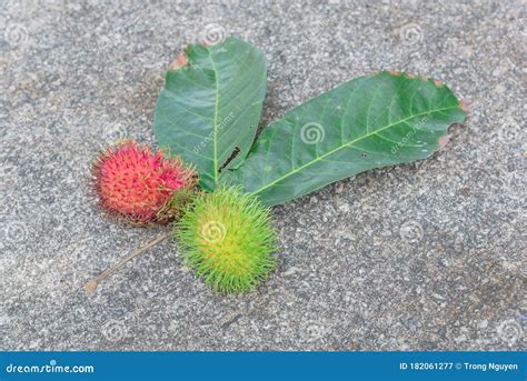 Green And Ripe Rambutan Fruits With Large Leaves On Concrete Floor Near