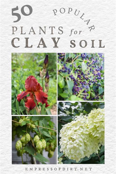 Plants For Clay Soil Flowers Shrubs And Trees Artofit