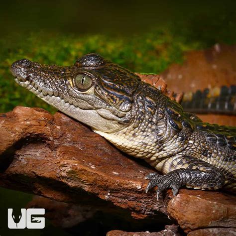 Juvenile Dwarf Caiman For Sale - Underground Reptiles