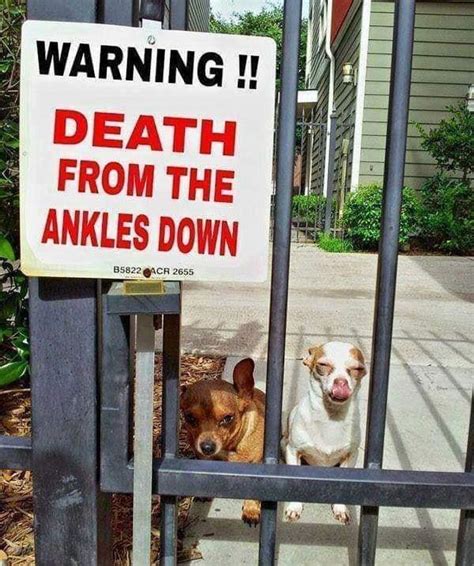 BEWARE OF DOG!!!! : r/funny