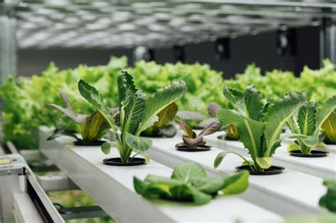 Fresh Organic Vegetable Grown Using Aquaponic Or Hydroponic Farming