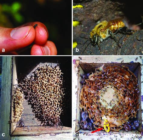 Body Size And Internal Nest Architecture Of Stingless Bees A Small