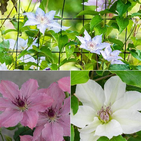 Perfect For Patio Clematis Collection Spring Hill Nurseries